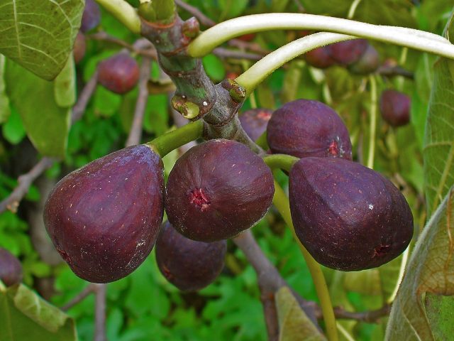 Brunswick figs